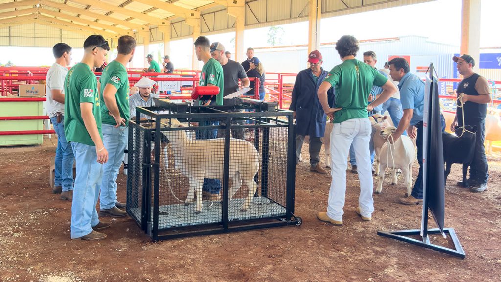Balança para Caprinos e Ovinos: Troncos Progresso
