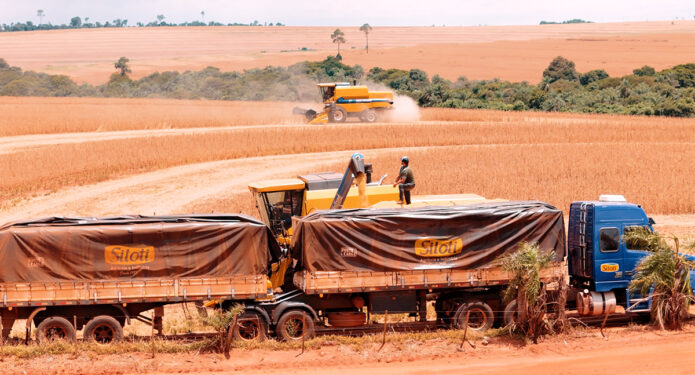 Safra de soja em Brasilândia do Sul: bastidores da colheita com vídeos profissionais em Assis Chateaubriand PR