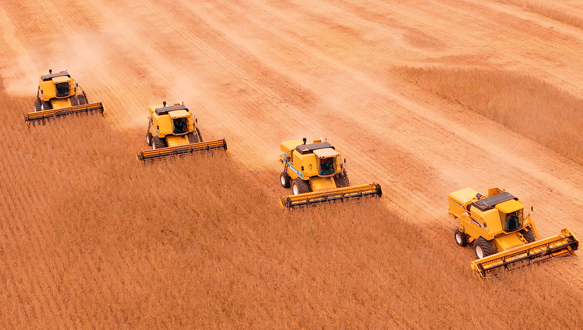 Safra de soja em Brasilândia do Sul